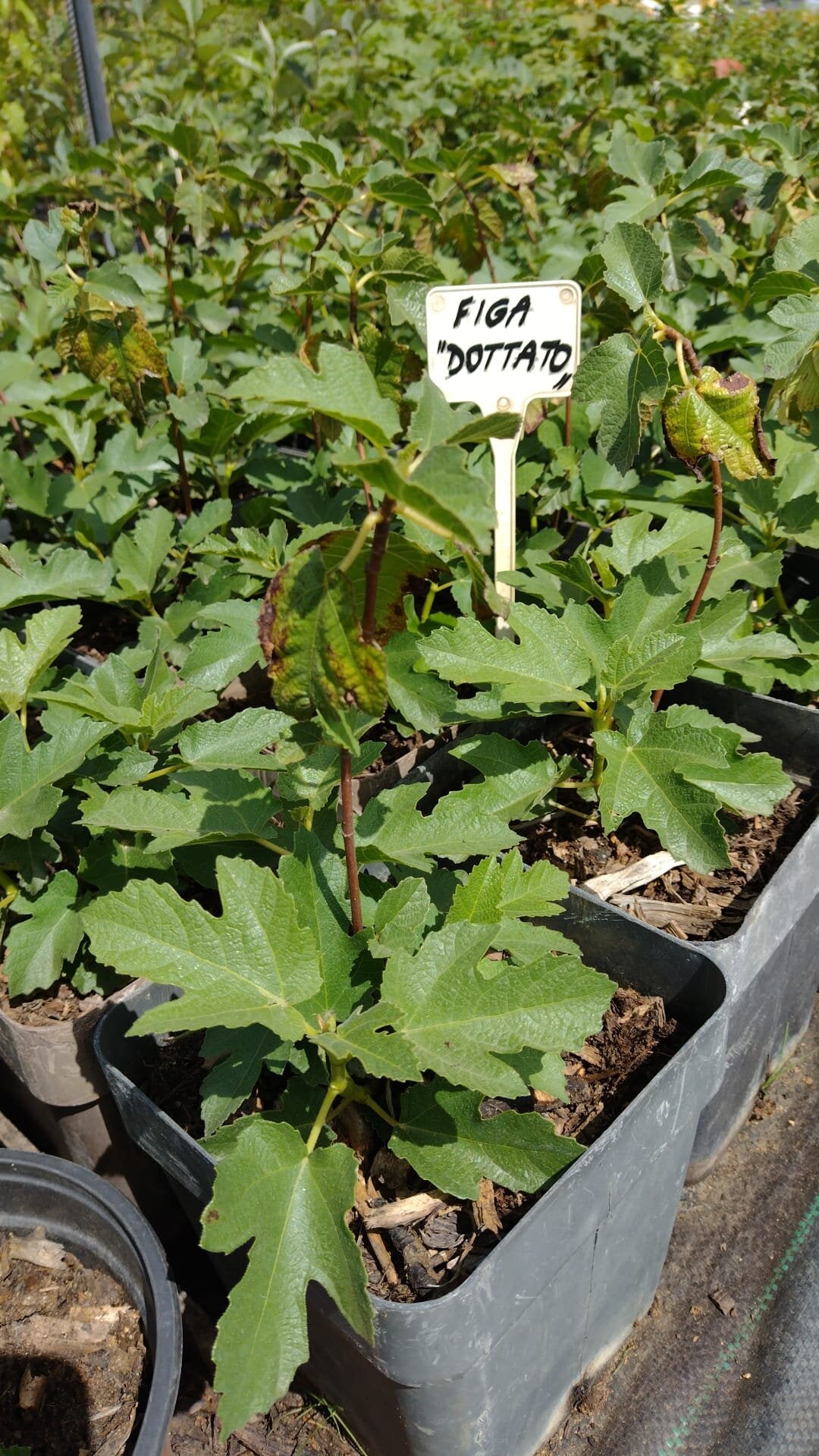 Figa Dottato