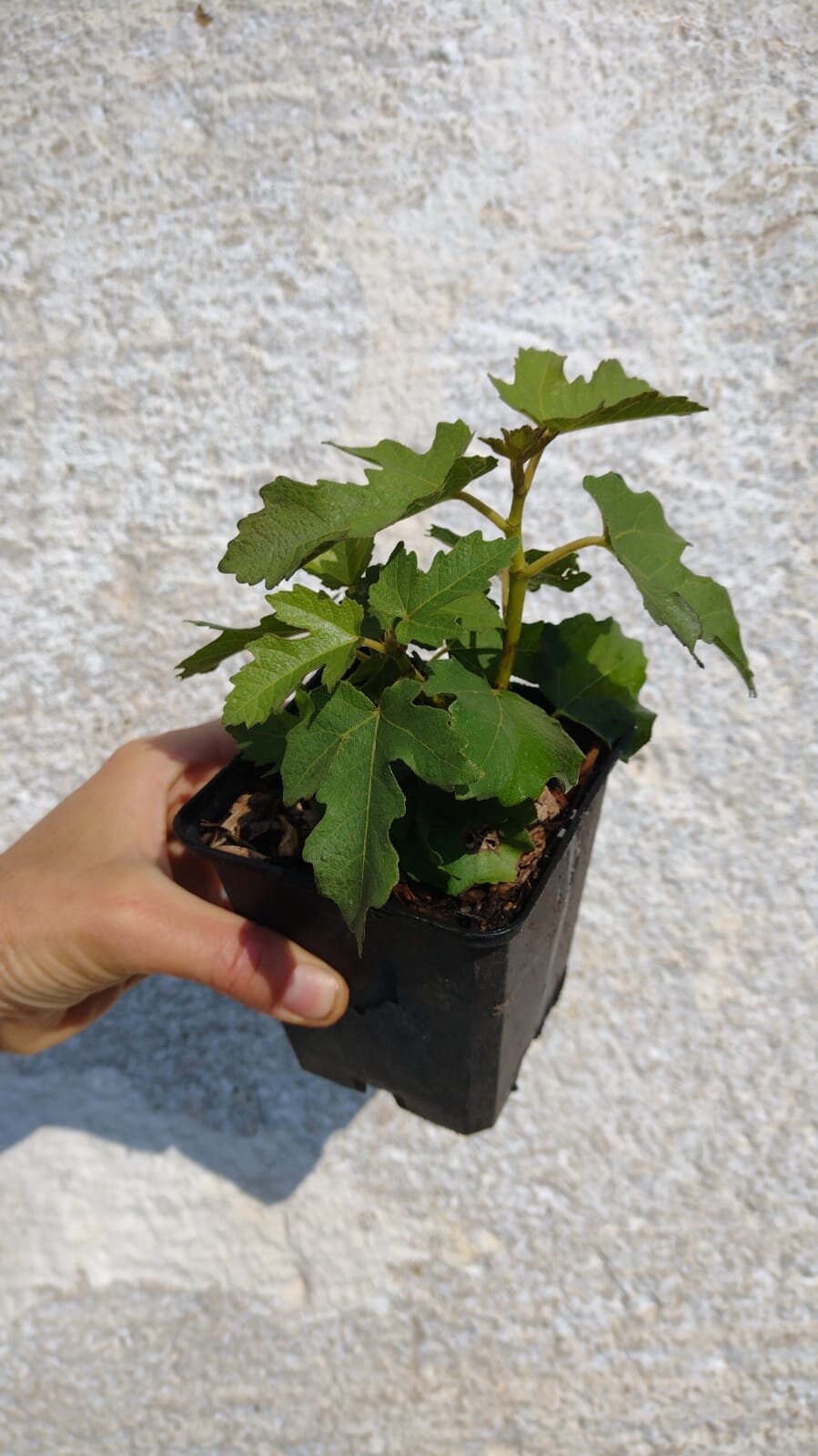 Figa Peretta