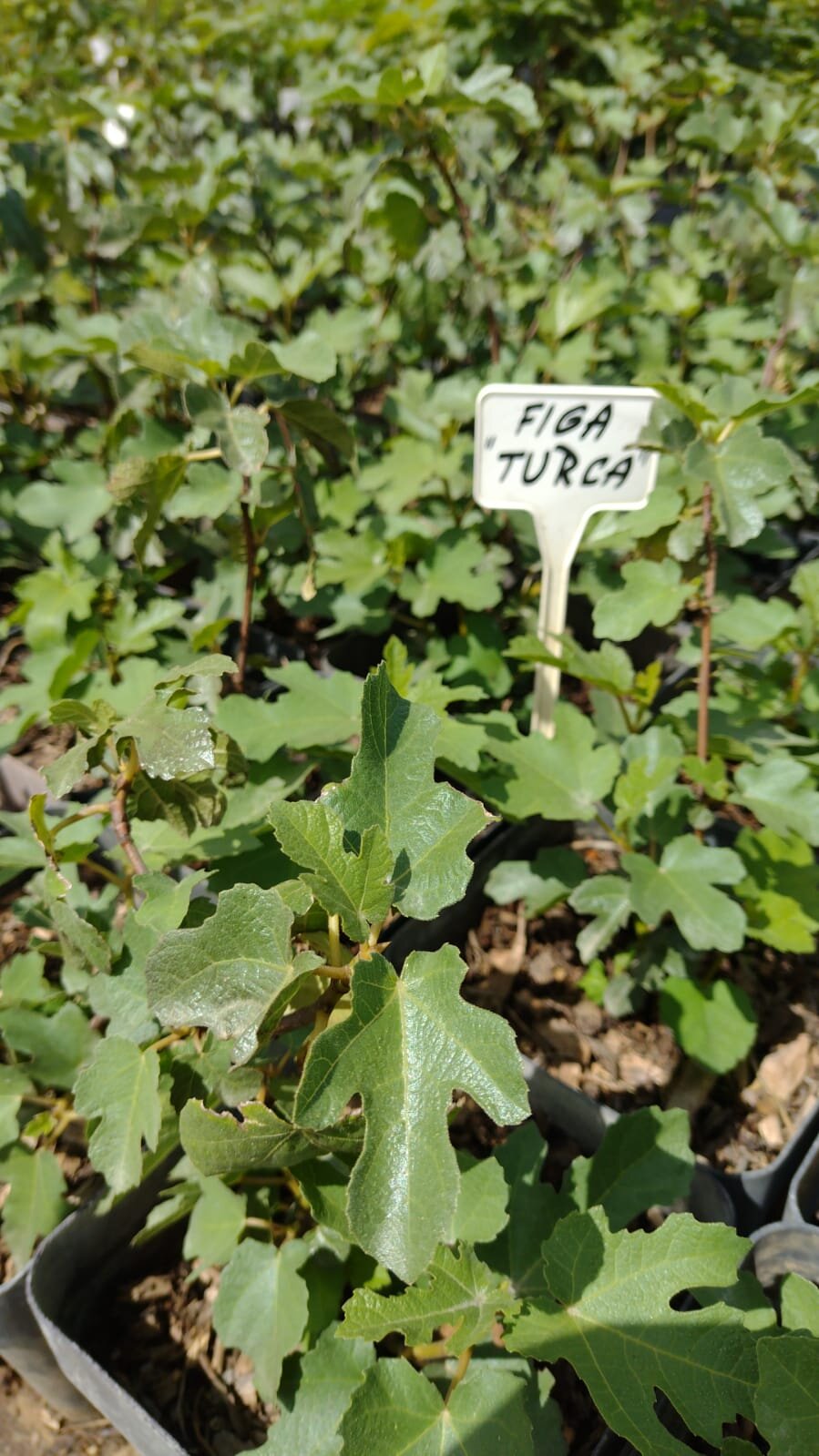 Figa Turca