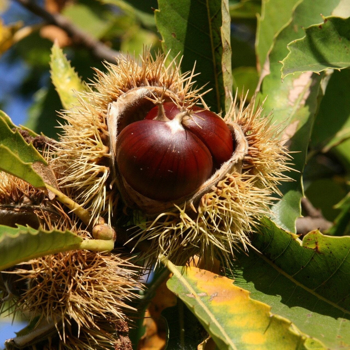 gaštan jedlý castanea sativa plod