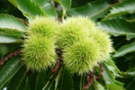 gaštan jedlý castanea sativa marigoule