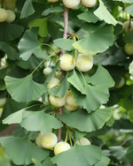 ginko dvojlaločné ginko biloba listy plody