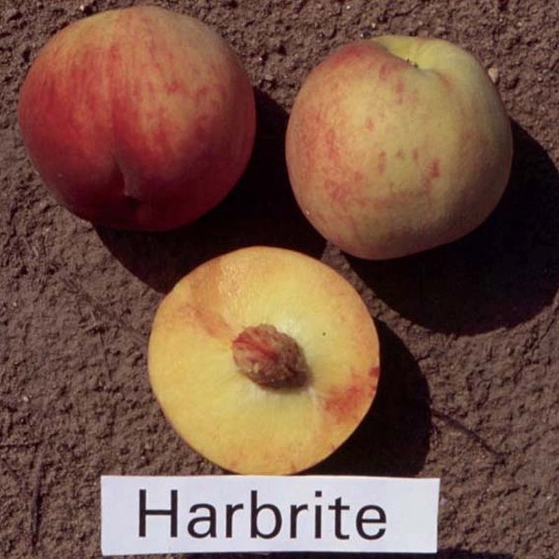 Broskyňa Harbrite