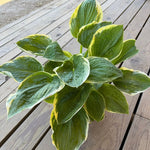 Hosta Fragrant Bouquet