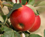 Jabloň James Grieve Red plody