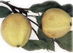 jabloň Krasokvet žltý
