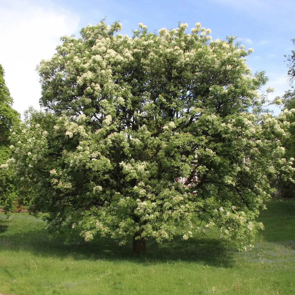 Jaseň mannový strom
Fraxinus ornus