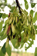 Jaseň štíhly plody
Fraxinus excelsior