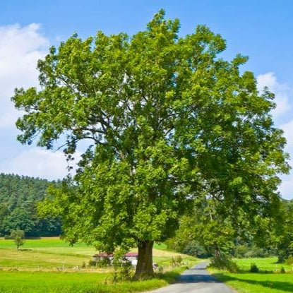 Jaseň štíhly strom
Fraxinus excelsior