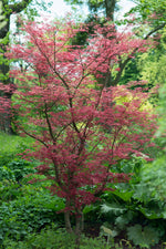 Javor dlaňovitolistý Atropurpureum