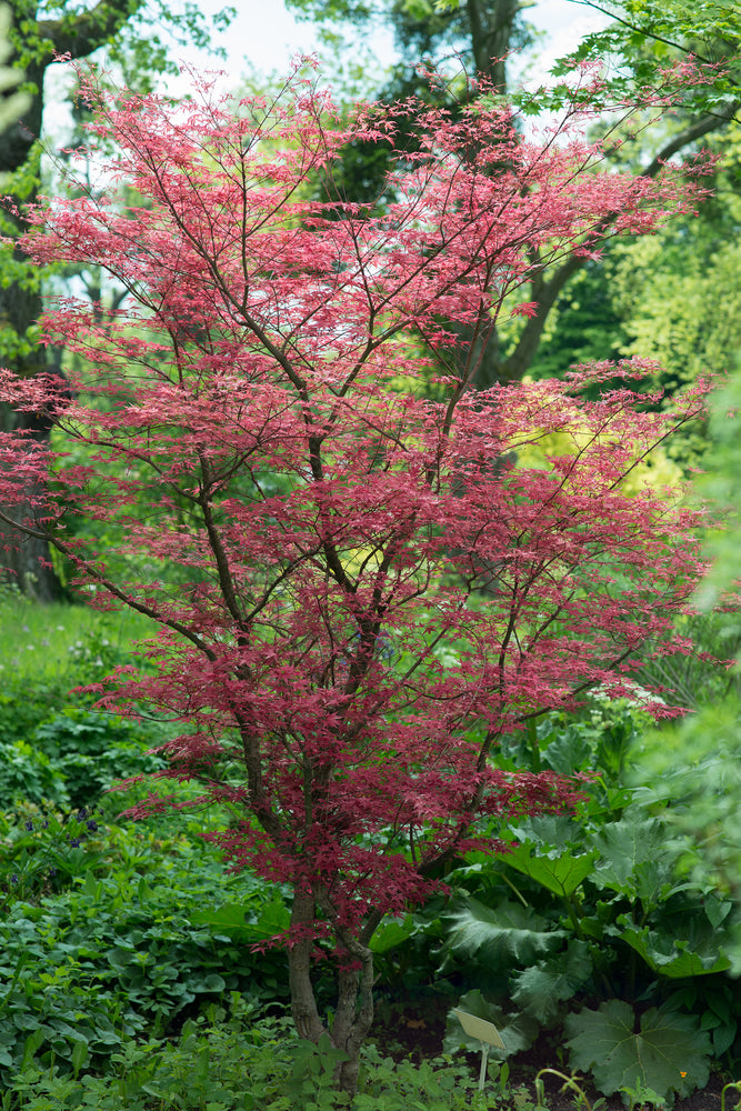 Javor dlaňovitolistý Atropurpureum