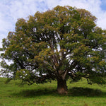 Javor horský dospelý strom
Acer pseudoplatanus