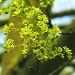 Javor mliečny kvety
Acer platanoides