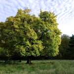 javor poľný acer campestre strom