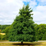 jelša lepúkava alnus glutinosa strom