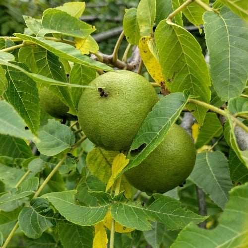 Orech čierny