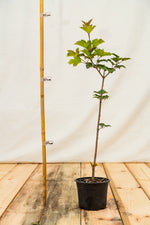 kalina obyčajná kontajner viburnum opulus