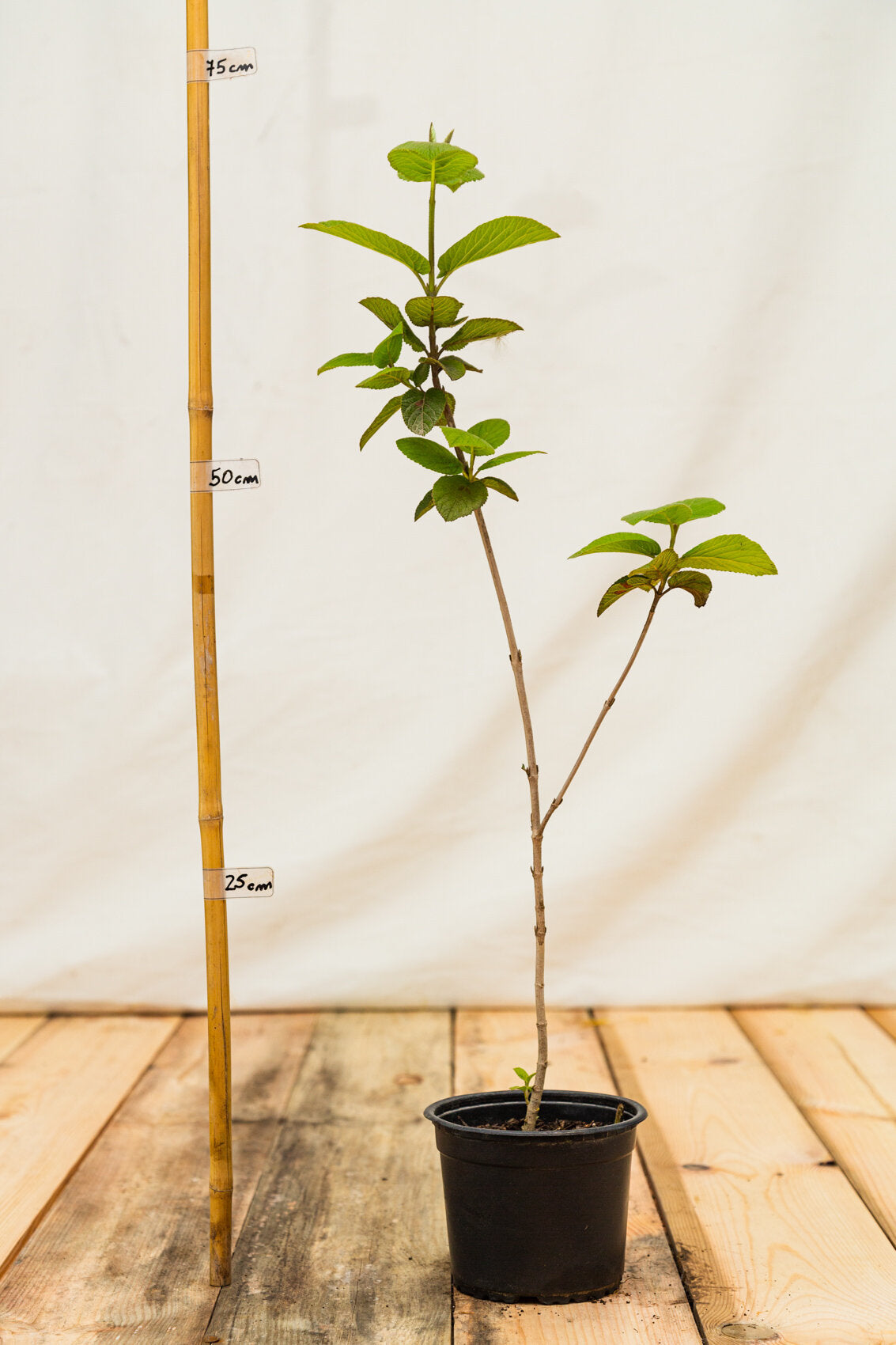 kalina siriputkova viburnum lantana kontajner