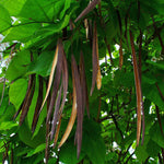 katalpa bignoniovita catalpa bignonioides strom plody