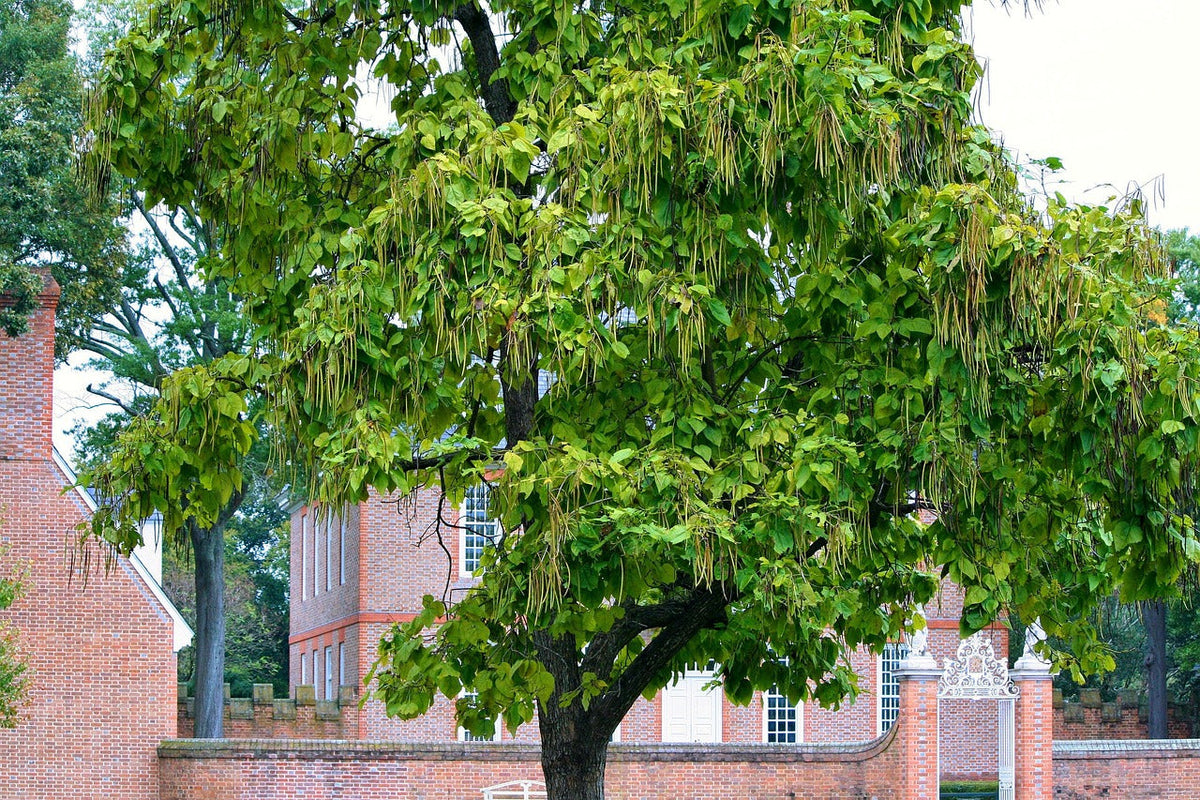 katalpa bignoniovita catalpa bignonioides strom