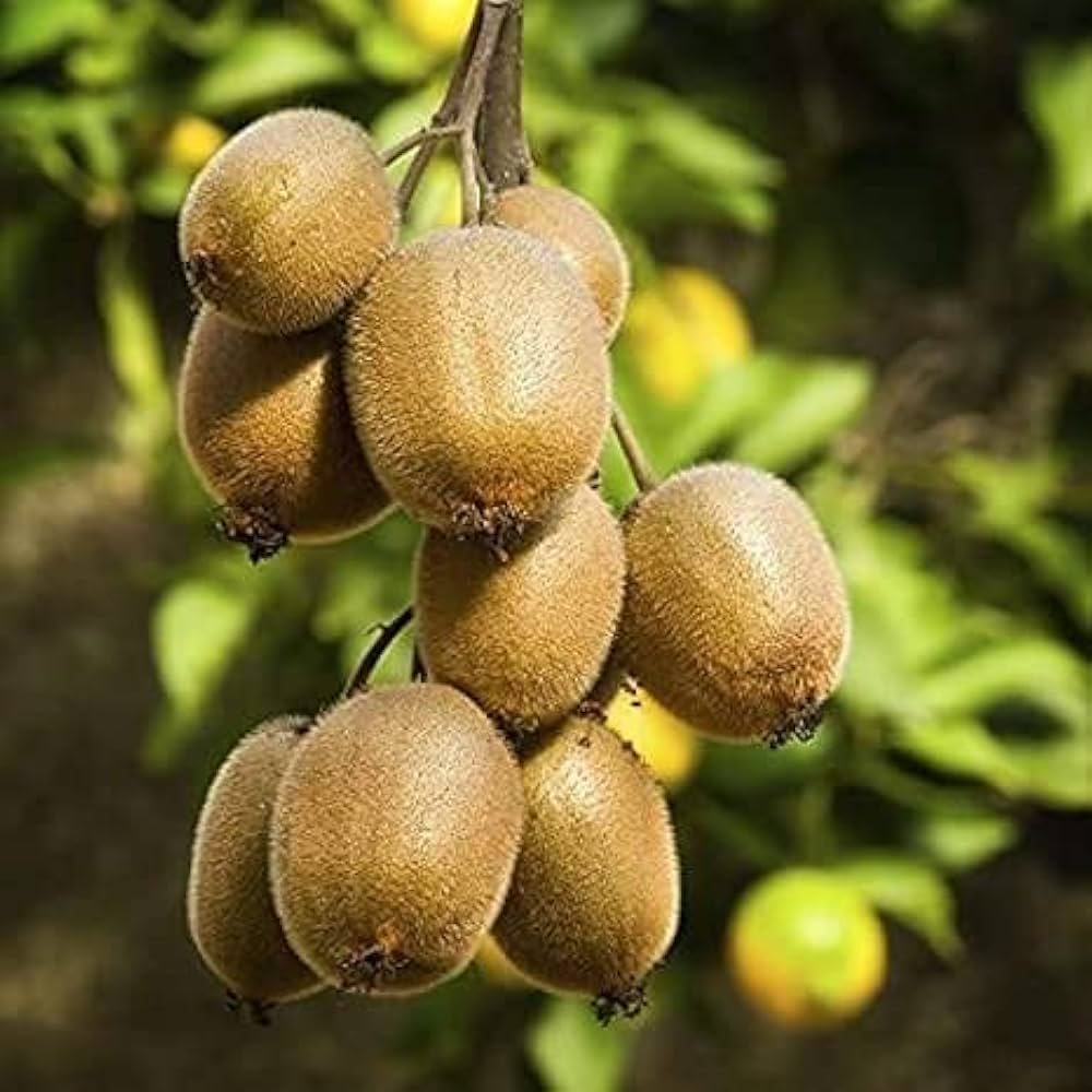 Kiwi Hayward, klon 8 plody detail ovocný ker