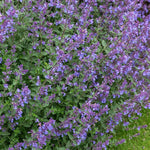 Kocúrnik Kit Cat Nepeta fialové kvety TBNEPKITCATK