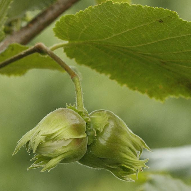 lieska Hallská obrovská corylus avellana plody
