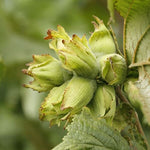 lieska lombardská biela corylus maxima plody