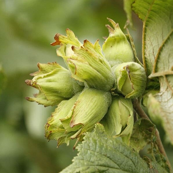 lieska lombardská biela corylus maxima plody