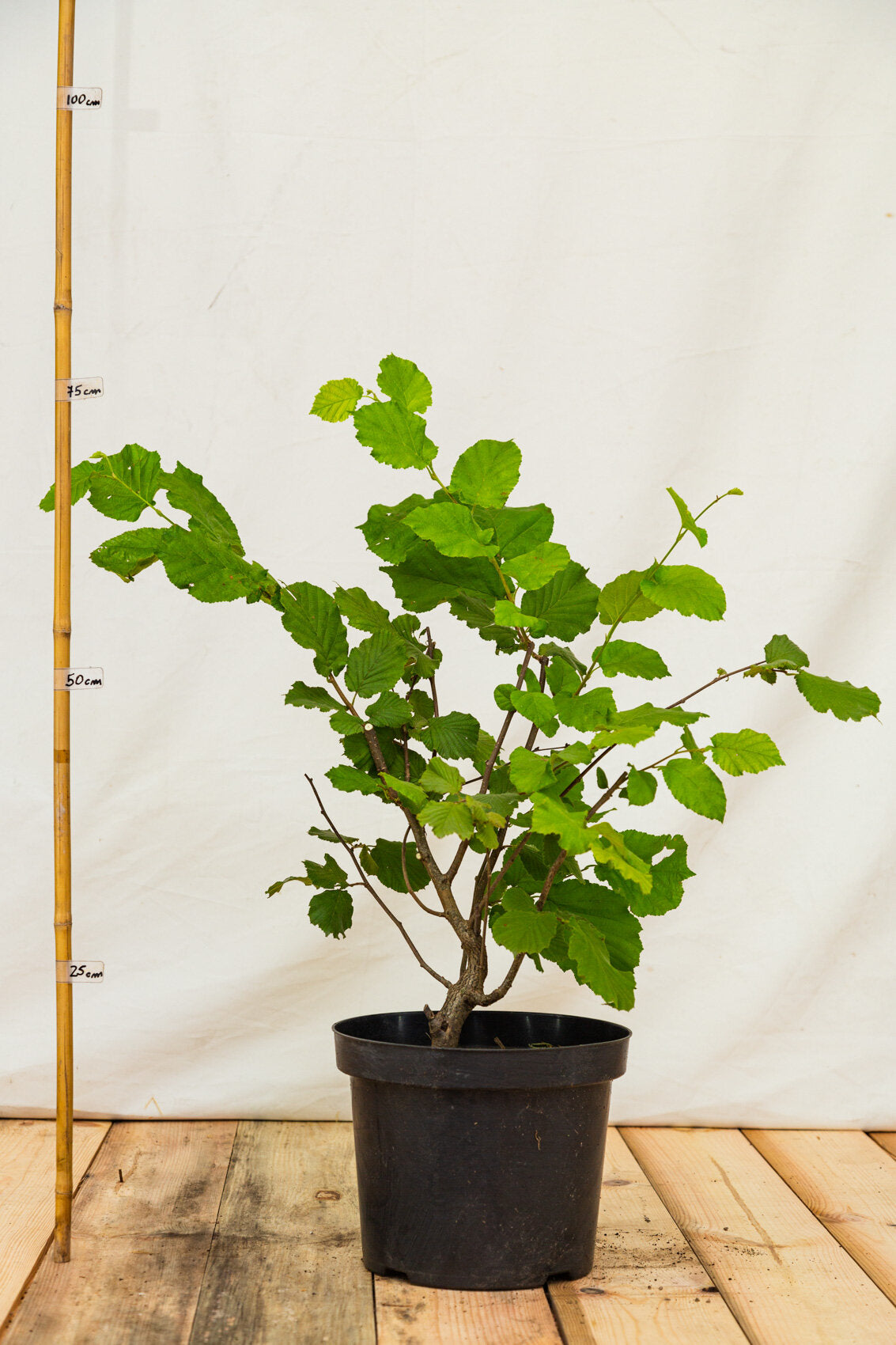 lieska lombardská biela corylus maxima kontajner 	
LKLLOMBK