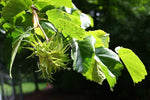 lieska turecka corylus colurna plody oriešky