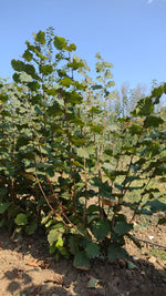 lieska zellská červenolistá krík porast corylus avellana