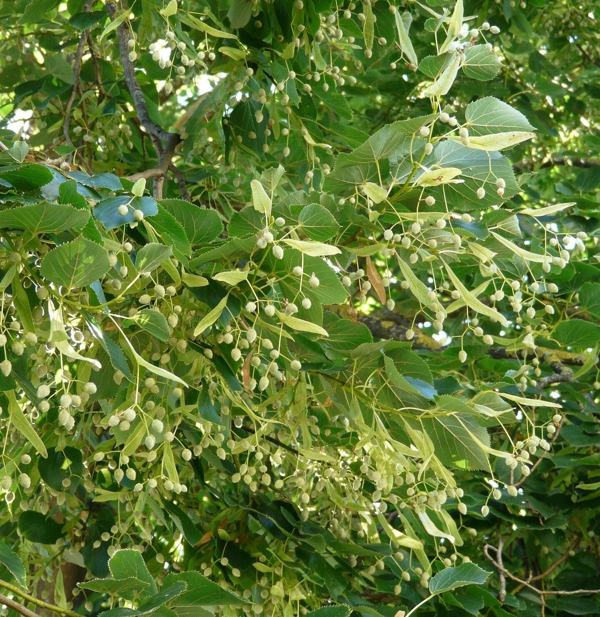 lipa malolistá kvety tilia cordata