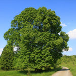 lipa veľkolistá strom tilia platyphyllos