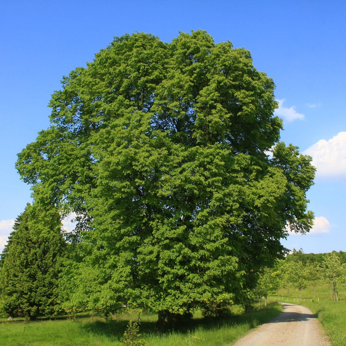 lipa veľkolistá strom tilia platyphyllos