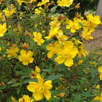 Ľubovník Hidcote