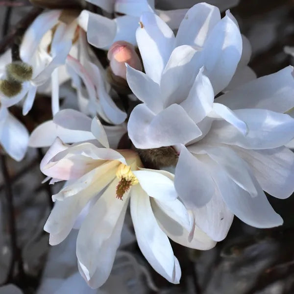 Magnolia hviezdokvetá kvet detail