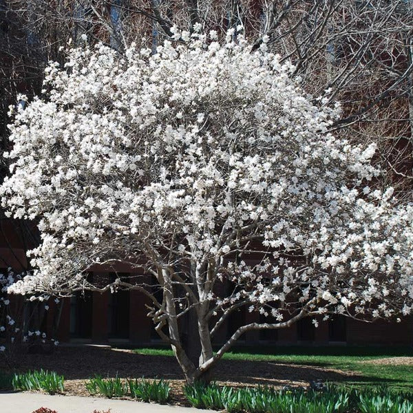 Magnolia hviezdokvetá strom 