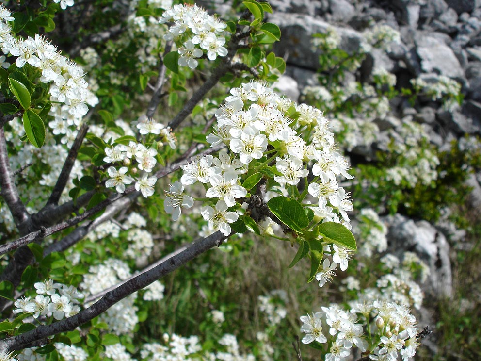 mahalebka kvety