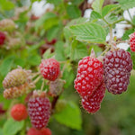 Malinočernica Loganberry plody detail