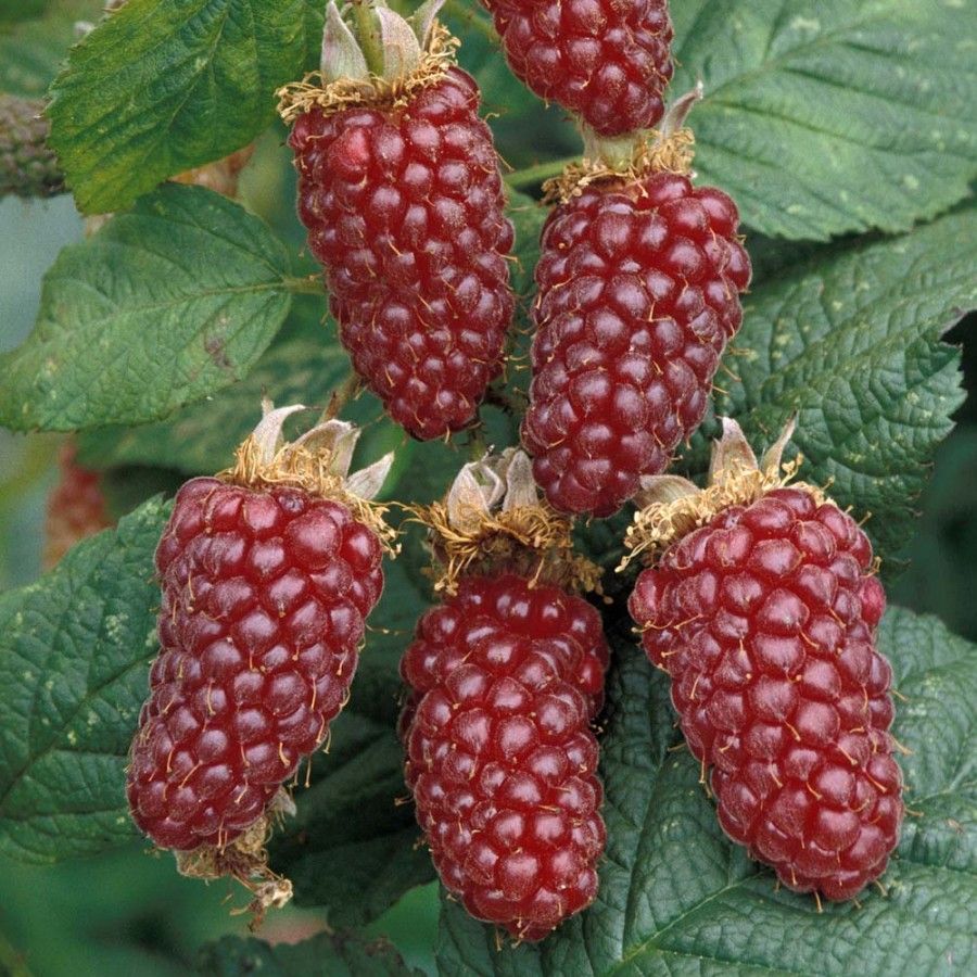Malinočernica Tayberry Buckingham plody detail ker krík 	
OKMCTAYBK