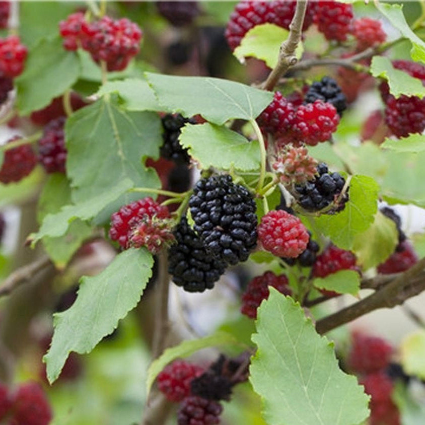 moruša  morus Mojo berry plody
