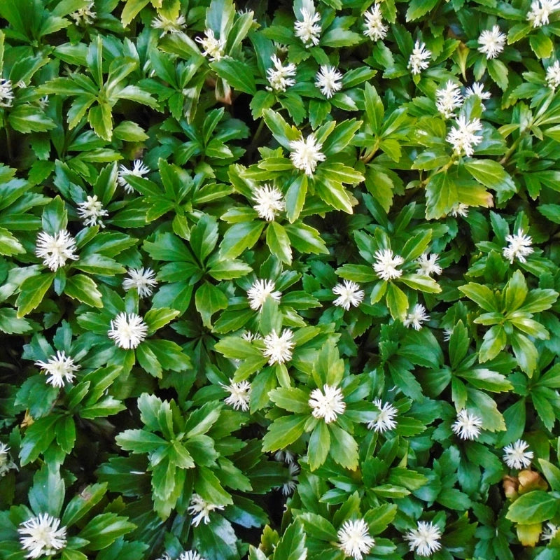 Pachysandra vrcholová Green Carpet