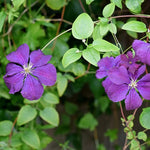 Plamienok Ashva