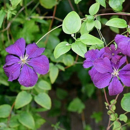 Plamienok Ashva