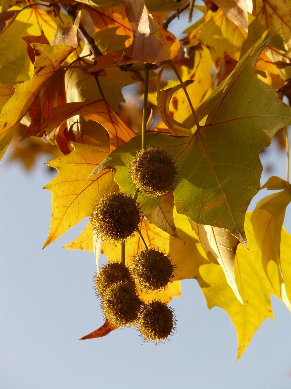 platan javorolistý platanus acerifolia hispanica listy plody