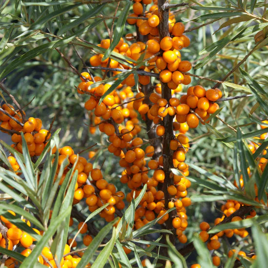 rakytník rešetliakový Botanica Botanika ker oranžové plody 