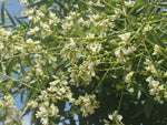 Sofora japonská detail strom