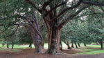 Tis obyčajný dospelý strom 
Taxus baccata