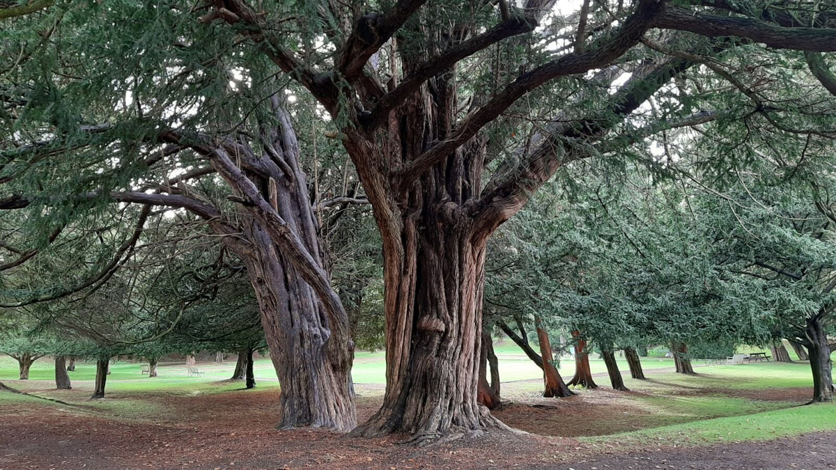 Tis obyčajný dospelý strom 
Taxus baccata